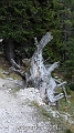 wbgarden alps 135